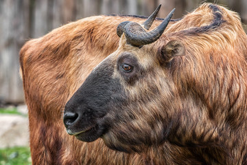 Bison