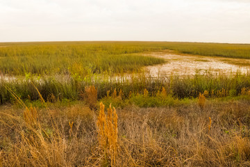 sawgrass of Florda