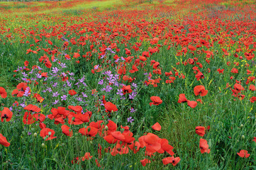 Obraz premium Field with red blooming poppies on a spring day