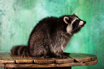 Adorable raccoon plays at green textured background