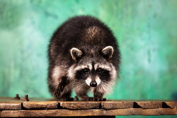 Adorable raccoon plays at green textured background