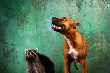 Cute dog with raccoon sits at textured background © svetlanistaya