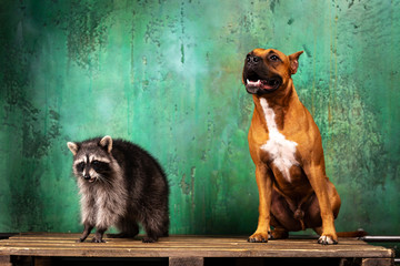 Cute dog with raccoon sits at textured background