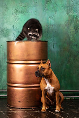 Cute dog with raccoon sits at textured background © svetlanistaya