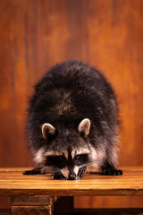 Adorable raccoon plays at brown textured background