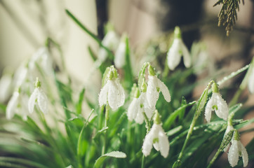 white snowdrop blossoming