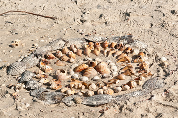 Top view, medium distance or a collection of sea shells on a sandy, tropical beach on the Gulf of Mexico on a sunny, winter day