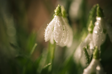 white snowdrop blossoming