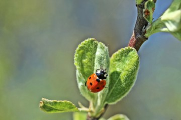 Coccinella septempunctata - ladybird in a leaf.