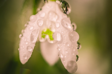 white snowdrop with water drop macro