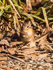 Chipmunk feeding on bird seed scattered over backyard patio © warren_price