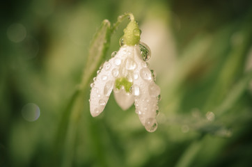 white snowdrop with water drop macro