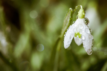 wet white snowdrop flower macro