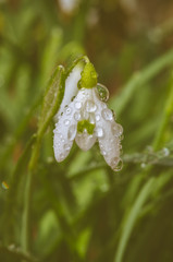wet white snowdrop flower macro