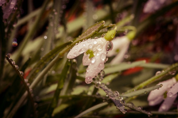wet white snowdrop flower macro