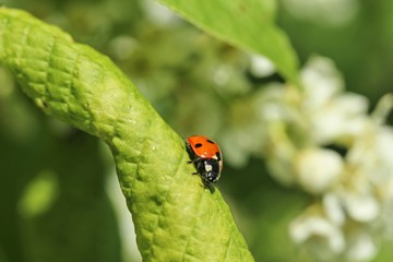 Coccinella septempunctata - ladybird in a leaf.