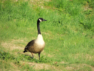 Obraz premium Black geese, Branta bernicla, on the grass, spring