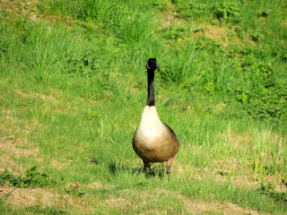 Fototapeta premium Black geese, Branta bernicla, on the grass, spring