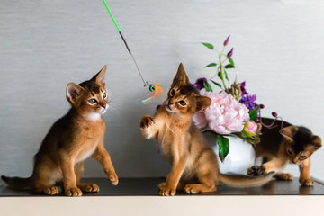 Abyssinian kittens play, cute and funny