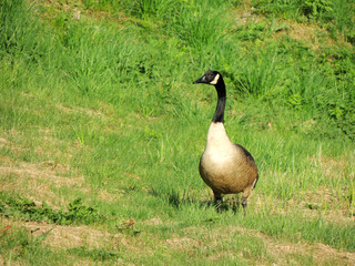 Black geese, Branta bernicla, on the grass, spring