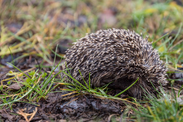 Obraz premium rolled-up hedgehog in the winter sleep
