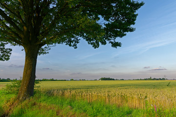 Fototapeta premium Stieleiche am Feldrand