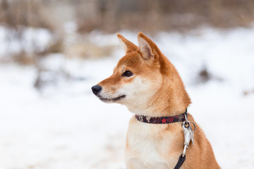Akita inu in winter Park