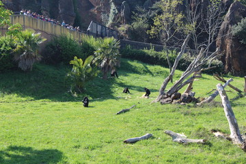 visiting the cabarceano gorillas