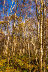 Fototapeta premium Autumn colours on trees at Marbury Country Park, Marbury, Cheshire, Uk