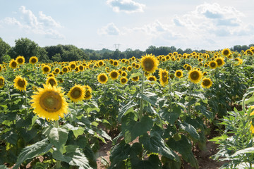 Obraz premium Sun Flowers - 5
