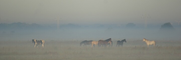 Horses at Dawn on a Foggy Pasture