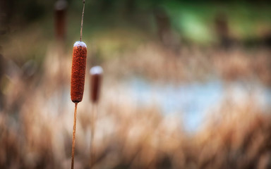 Reed Mace, a brown, sausage shaped seed headed plant found in wetland environments and often confused with the bulrush