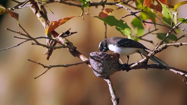 White-browed fantail flycatcher nesting in Minneriya national park, Sri Lanka - specie Rhipidura aureola family of Rhipiduridae