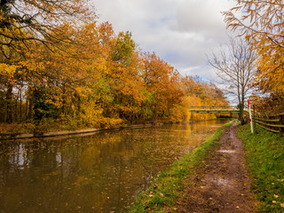 Fototapeta na wymiar Autumn colours on trees along the Trent and Mersey Canal, Cheshire, Uk