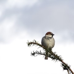 Sparrow on a twig
