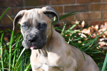 Cane Corso puppy with her tongue out