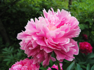 Obraz premium Beautiful delicate pink peony