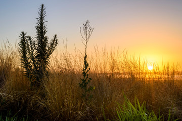 Fototapeta premium sunrise in the forest