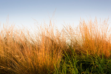 field of grass in the sunrise
