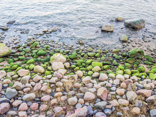 Stones with seaweed on the beach