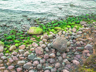 Stones with seaweed on the beach