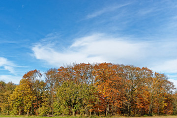 Fototapeta premium Herbstwald am Niederrhein