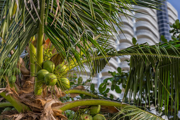 Coconut palm on blue sky with white clouds.