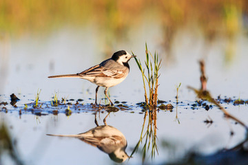 small white bird hunts insects in the water