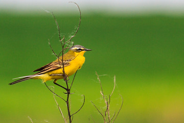 Yellow bird sitting on a stem against a background of green grass