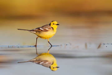 yellow bird slides on the water floor