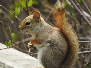 Squirrel
