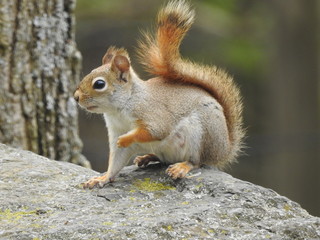 Squirrel