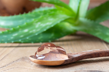 Aloe vera gel on a spoon, with fresh aloe vera plant in the background
