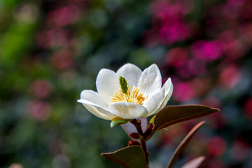 Obraz na płótnie Canvas white lotus flower
